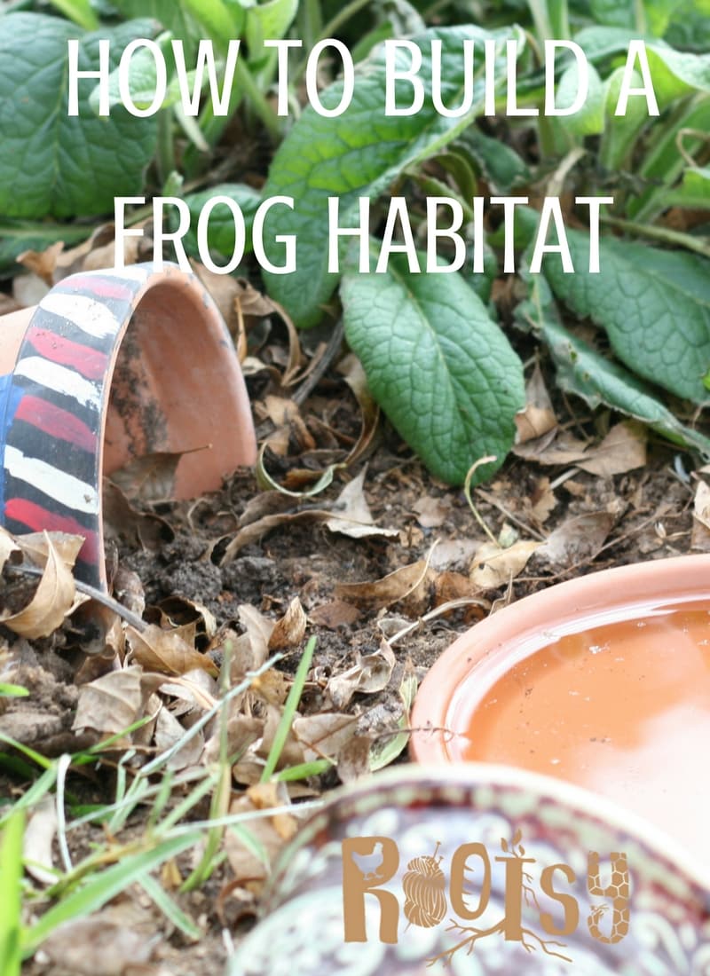 How to build frog habitats | Rootsy Network