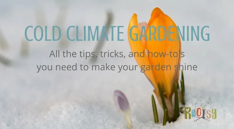 Cold Climate Gardening - All the tips, tricks, and how-to's you need to make your garden shine! Rootsy