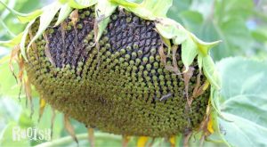 large sunflower head going to seed
