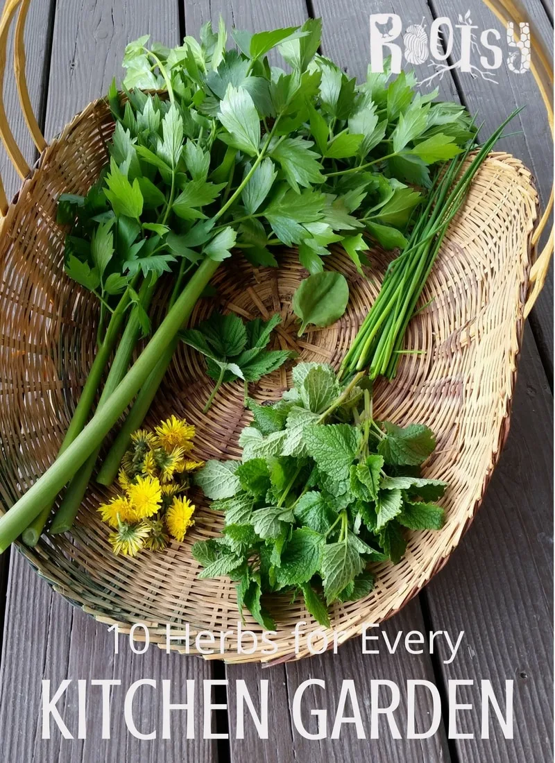 image of herbs, lovage, chives, dandelion flowers, and mint, from the kitchen garden in a basket.