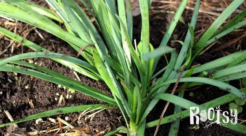 image of garlic chives growing in kitchen garden