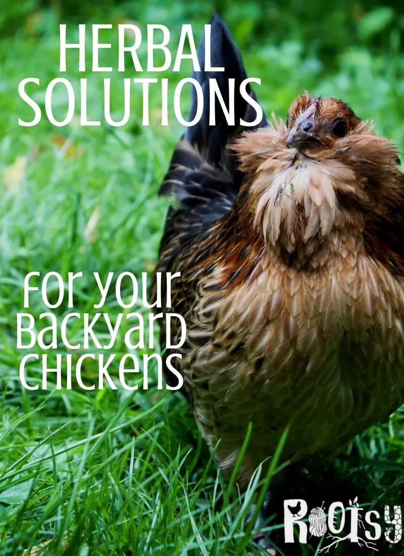 You can offer your chickens herbal solutions that are aesthetically pleasing in place of chemical medications. See the herbs I love to use with my flock.