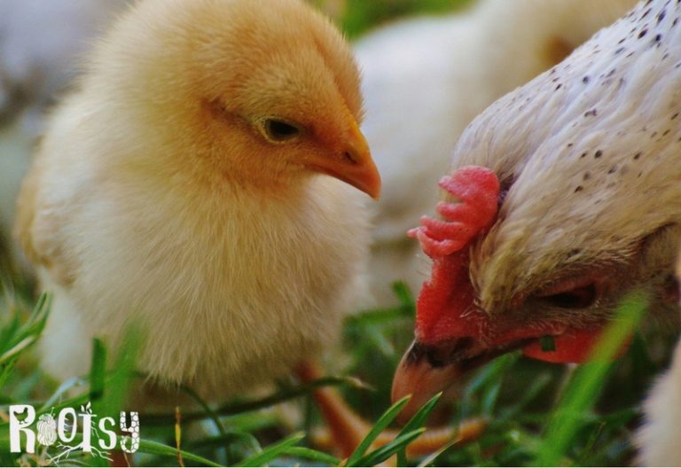 Herbal Solutions for Chickens That You Can Grow Yourself