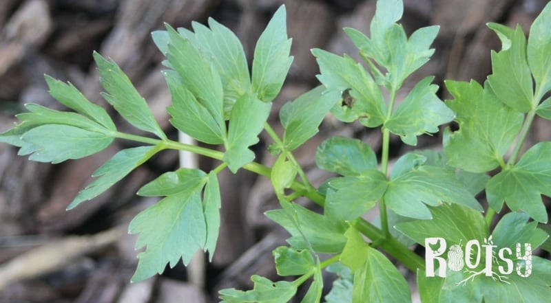 image of lovage plant growing in kitchen garden