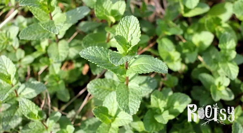 image of mint plant growing in kitchen garden