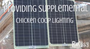 Experiencing the ebb and flow of egg production? You can safely provide supplemental chicken coop lighting when you take these factors into consideration | Rootsy.org