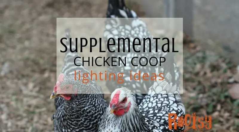 Experiencing the ebb and flow of egg production? You can safely provide supplemental chicken coop lighting when you take these factors into consideration. | Rootsy.org