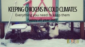 Keeping Chickens in Cold Climates - Everything you need to keep them happy all year long | Rootsy