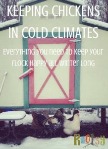 Keeping Chickens in Cold Climates. Having backyard chickens is a great place for new homesteaders to start, as they're pretty easy to care for. Add a cold climate and it becomes intimidating. But don't worry, we have everything here you need for keeping chickens in cold climates!