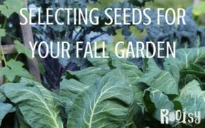 The first step to an abundant year round harvest is selecting seeds for your fall garden | Rootsy