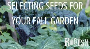 Selecting seeds for your Fall Garden | Rootsy