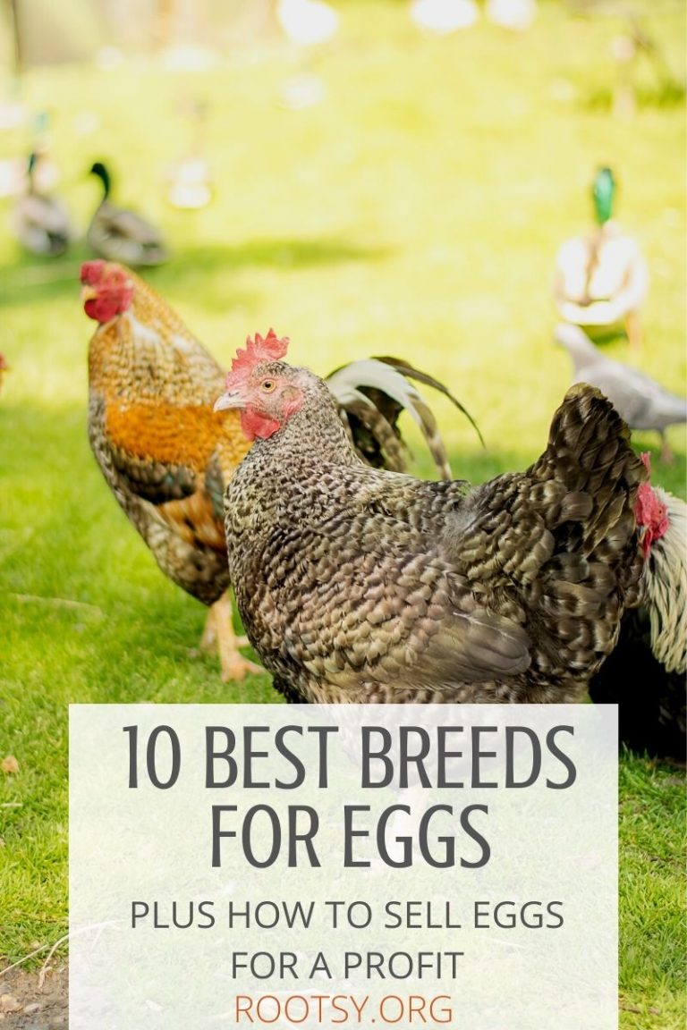 best chickens for eggs Rootsy Network