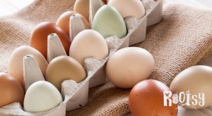 farm fresh eggs in carton, multi colored eggs for sale