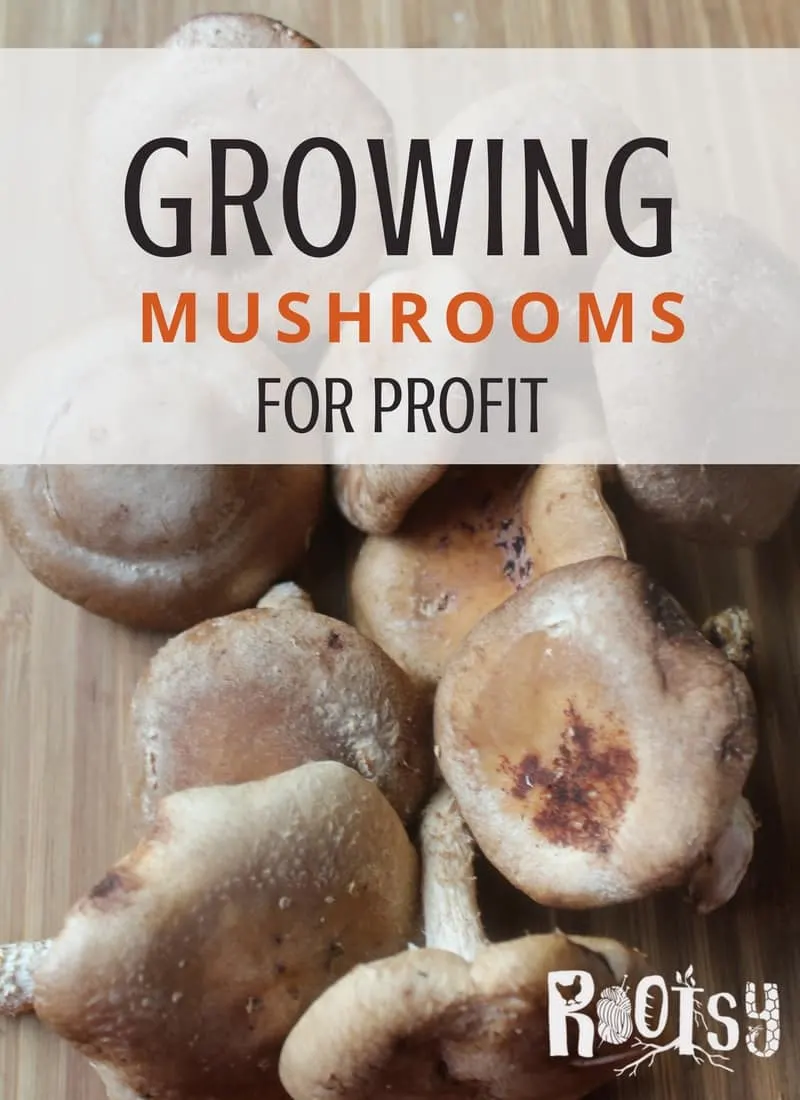 Looking for a way to make additional money on the homestead? Growing mushrooms for profit may be the answer. Start with one of these four reliable varieties and explore the possibilities | Rootsy.org
