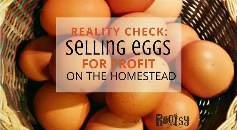 While homesteading is a satisfying life, earning money from your endeavors can be hard. Selling eggs from your homestead is an easy way to help with costs and offset the expenses of the homestead | Rootsy.org