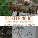 beekeeper inspecting beehives