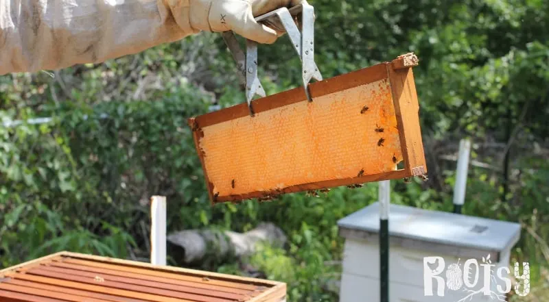 image of beehive frame filled with honey