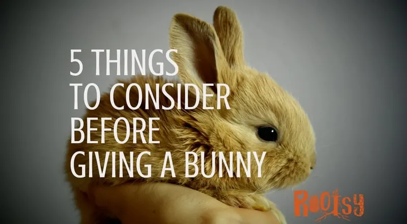 Adorable baby bunnies and fluffy little chicks can sure be tempting. It may seem like a good idea to bring them home as the perfect present for an Easter basket. Here are 5 things to think about before giving a bunny as a gift | Rootsy.org
