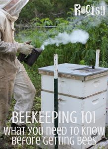 young beekeeper smoking bee hive to harvest honey