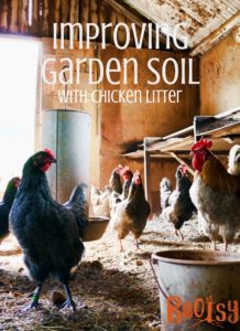 chickens in the barnyard Improving soil with chicken litter is an organic method for feeding your garden and a way to use your used livestock bedding.One of the perks of homesteading is that you can use waste from one area to enhance or grow another area. Rootsy.org