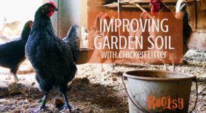 Improving soil with chicken litter is an organic method for feeding your garden and a way to use your used livestock bedding.One of the perks of homesteading is that you can use waste from one area to enhance or grow another area. Rootsy.org