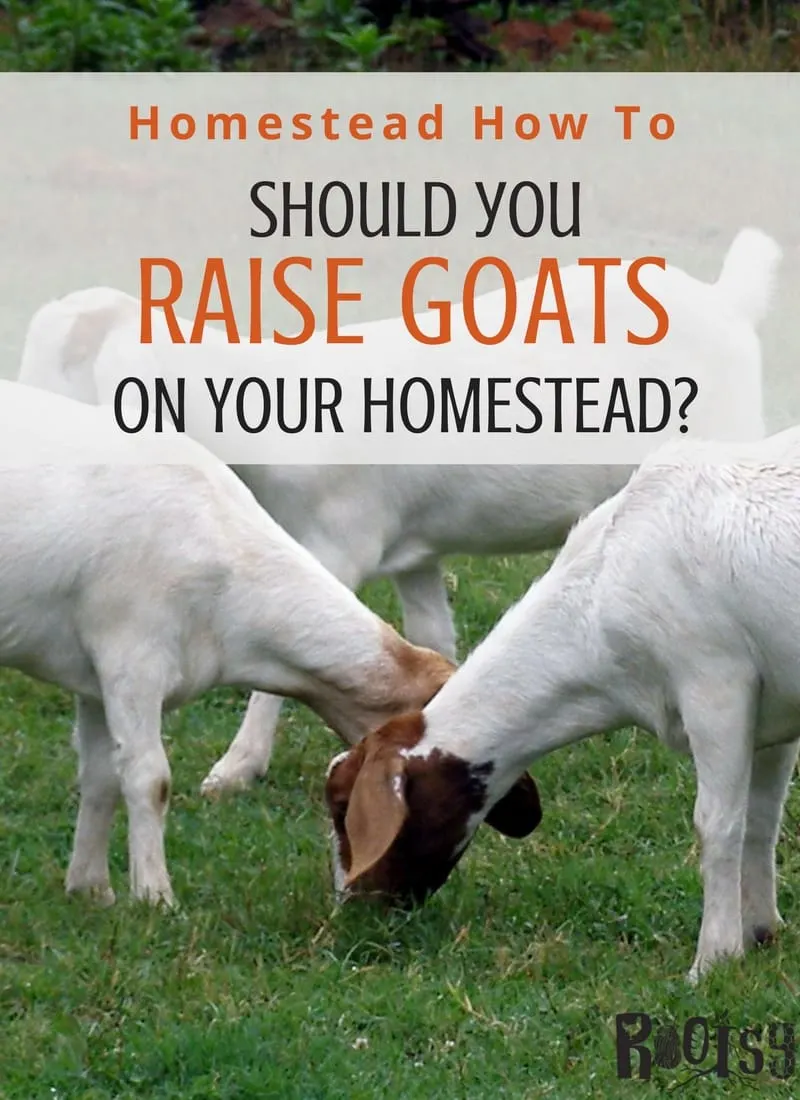 Should you raise goats on your homestead? There is much to consider when deciding to raise goats on your homestead. Find out what you need to know before you begin and where to get that knowledge to be successful. Rootsy Network