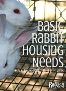 There is no one style of rabbit housing that is suitable for all situations, but there are certain basic rabbit housing needs that should be met regardless of the type of housing used | Rootsy.org