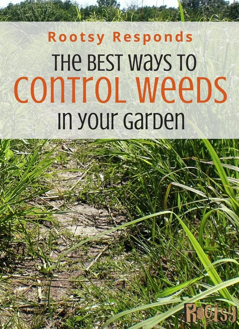 Even careful gardeners know that unwanted weeds will creep into their garden. It can be a challenge to control them in an environmentally safe way. How do you control weeds in the garden? This month The Rootsy Community comes together to bring their best ideas to the table. We call it CSA, Community Supported Answers! Leave your comments in the post. 