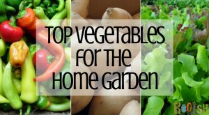 Raising your own vegetables for fresh home produce is a goal that every self-reliant gardener strives to achieve. You'll have success with vegetables for the home garden when you follow these simple rules. 
