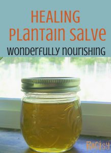 plantain salve in a small jar. Of all the medicinal plants celebrated for their skin-healing powers, plantain is one of the most revered. Healing plantain salve can be wonderfully nourishing to your skin. Every home should have some ready for the next cut, scrape, sting or bite. Make some today! Rootsy