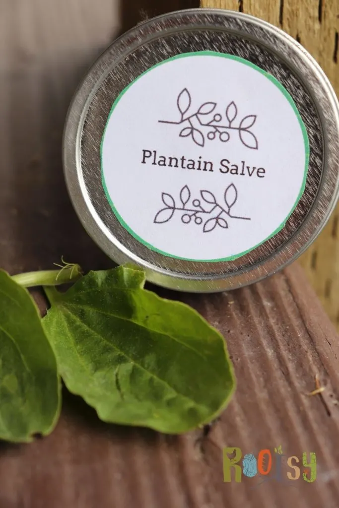 A round metal tin with white label stating: plantain salve propped up against a wall surrounded by fresh plantain leaves.