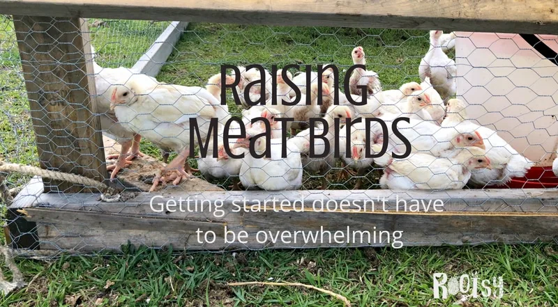 Chickens in a pasture. Raising your own meat birds is a wonderful way to provide some of your own food. Getting started with them can seem somewhat overwhelming but it doesn't have to be. Rootsy.org
