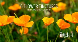 Poppies for flower tinctures. Summer is often the season of abundance. This abundance applies as much to food as it does to herbal remedies. Make these flower tinctures as they bloom this summer and be ready to care for a variety of ailments in the seasons ahead.