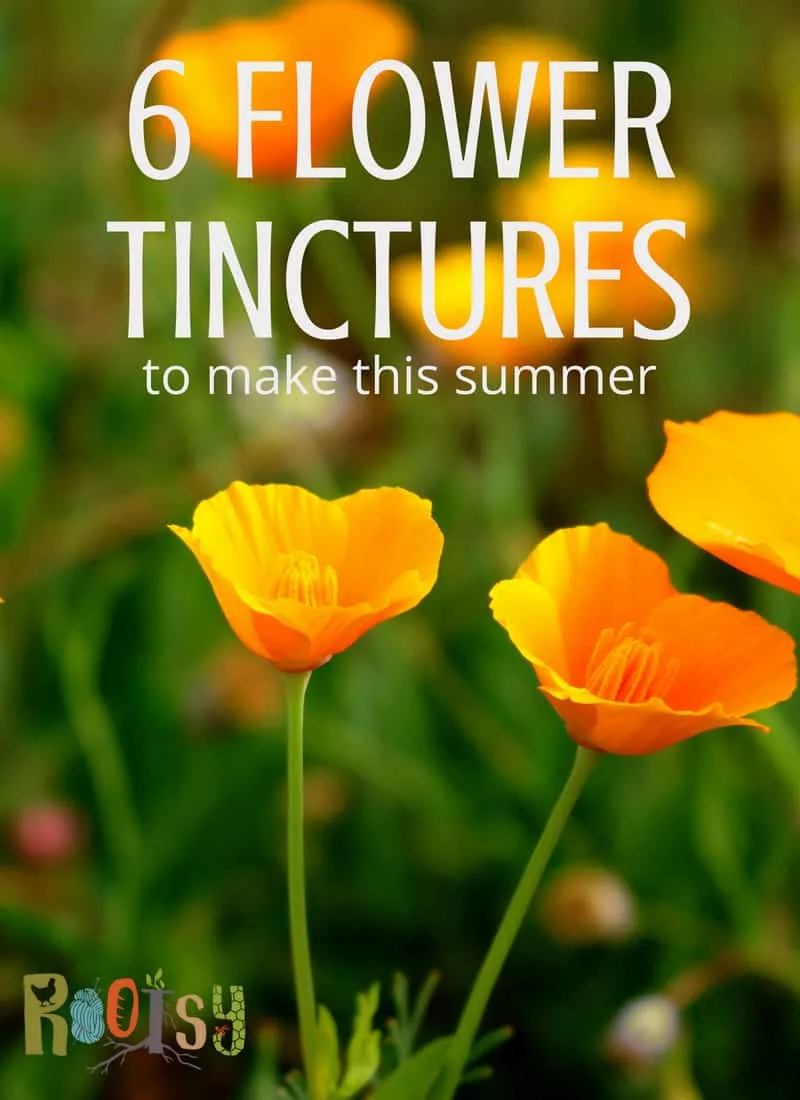 Poppies for flower tincture. Summer is often the season of abundance. This abundance applies as much to food as it does to herbal remedies. Make these flower tinctures as they bloom this summer and be ready to care for a variety of ailments in the seasons ahead.
