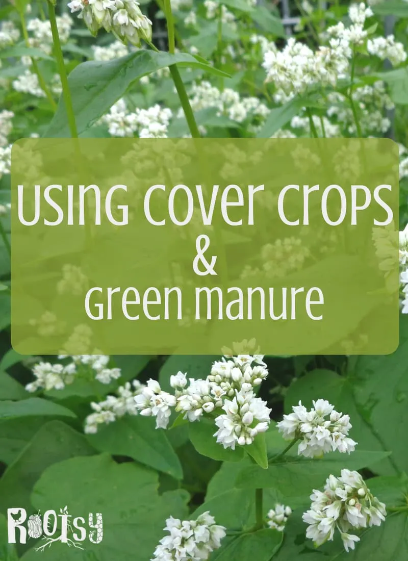 Cover crops are an easy way to suppress weeds, build soil and attract beneficial insects. Learn how to grow buckwheat, Austrian peas, rye, oats, and hairy vetch to cover bare soil and use as green manure.