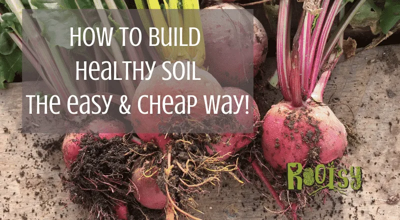 How to Build Healthy Soil and Easy and Cheap Way - Rootsy