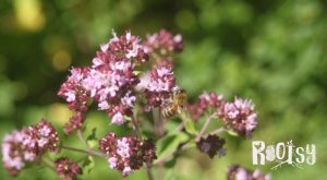 A honeybee on oregano flowers in the herb garden
