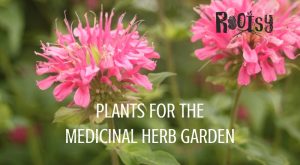 Bee balm flowers in the medicinal herb garden