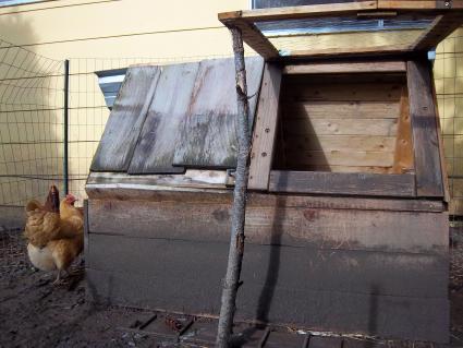 A rustic DIY chicken coop with an open top and slanted roof sits against a wire fence. Two hens peck at the ground nearby, enjoying the sunny outdoor area.