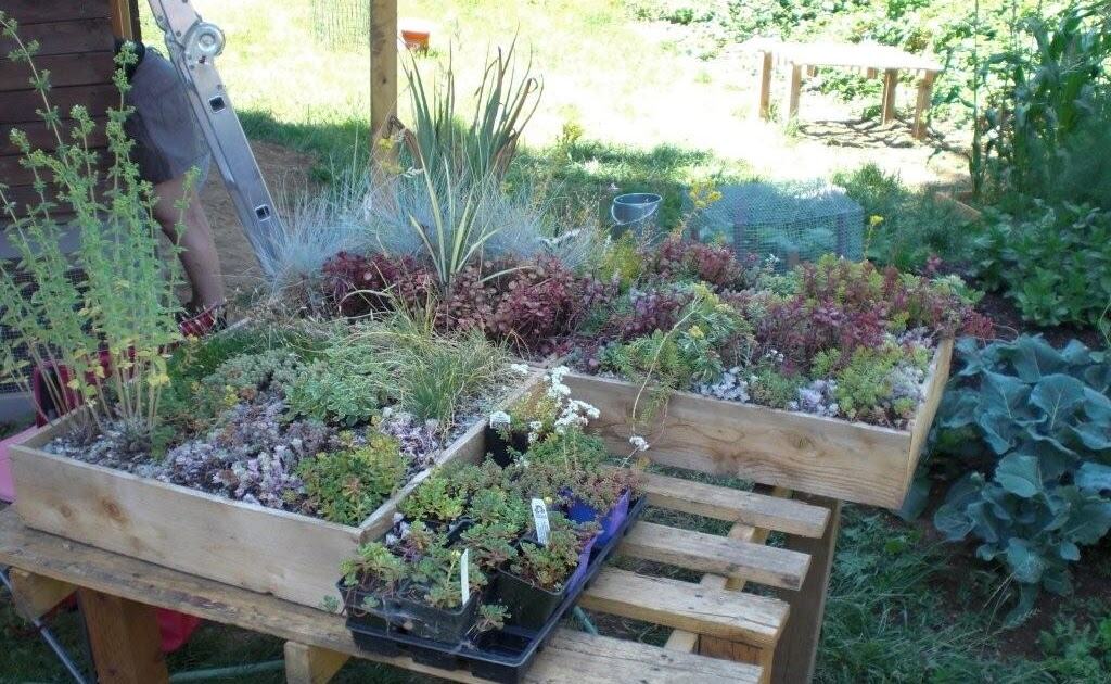 Wooden boxes filled with a variety of small plants, including succulents and grasses, are arranged on a wooden pallet outdoors beside a partially built DIY chicken coop. A ladder and other gardening tools are visible in the background, completing the sunlit garden setting.