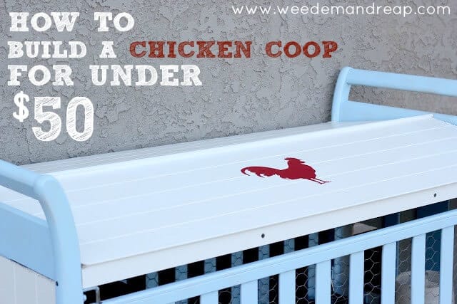 Image showing a DIY chicken coop with a light blue frame and white roof, featuring a red chicken silhouette. Text reads "How to Build a Chicken Coop for Under $50" and website address "weedemandreap.com" on a textured gray wall background.