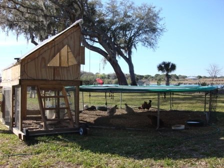 A DIY chicken coop with a wooden shelter on wheels is positioned under a tree. The fenced enclosure houses several chickens, thriving in their handcrafted home. There is grass and a few trees in the background under a clear blue sky.