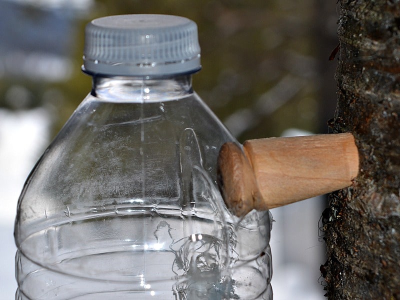 Close-up of a clear plastic bottle attached to a tree trunk with a wooden spile, collecting sap, perfect for fall crafts enthusiasts. The background is blurred, suggesting an outdoor setting with snow and trees.