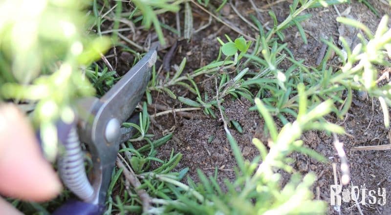 Thyme roots being cut with garden shears. 