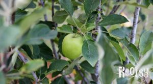 image of apple ripening on tree