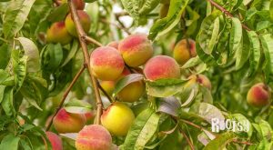 image of peaches growing on a tree