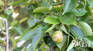 image of immature pear on a tree