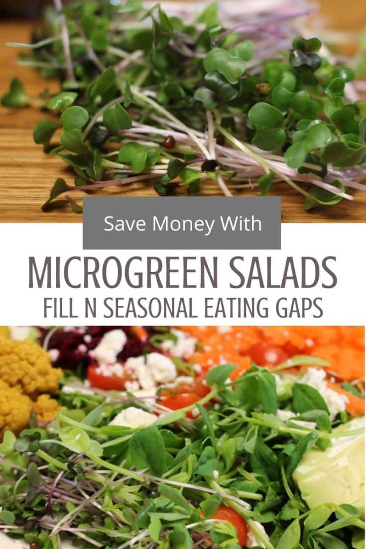 How to Make Microgreen Salads - a recipe for filling in seasonal eating ...