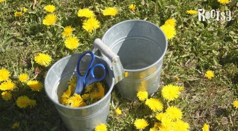 A metal bucket sitting in a lawn surrounded by blooming dandelions.