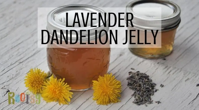 2 jars of lavender dandelion jelly on table surrounded by dandelion flowers and dried lavender buds with text overlay.